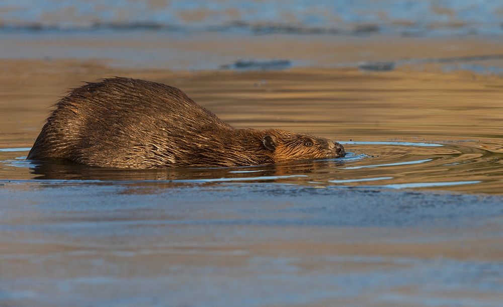 Beaver-late autumn ice pathway art print by Ken Archer for $57.95 CAD