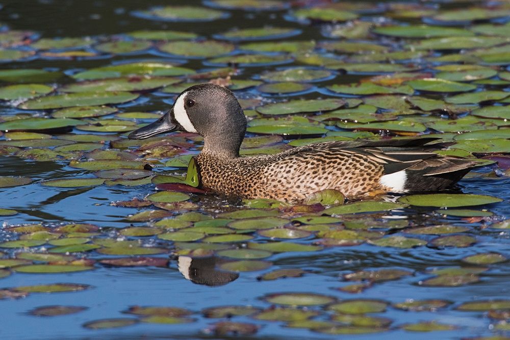 Blue-winged Teal Drake art print by Ken Archer for $57.95 CAD