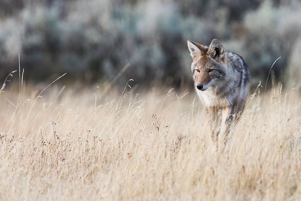 Coyote on the prowl for a meal art print by Ken Archer for $57.95 CAD