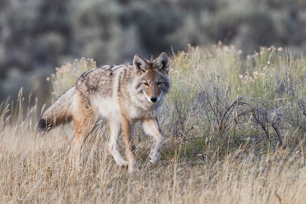 Coyote-stalking art print by Ken Archer for $57.95 CAD