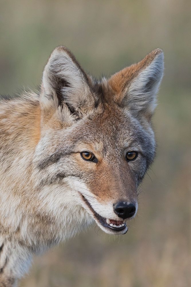 Coyote-Close-up Portrait art print by Ken Archer for $57.95 CAD
