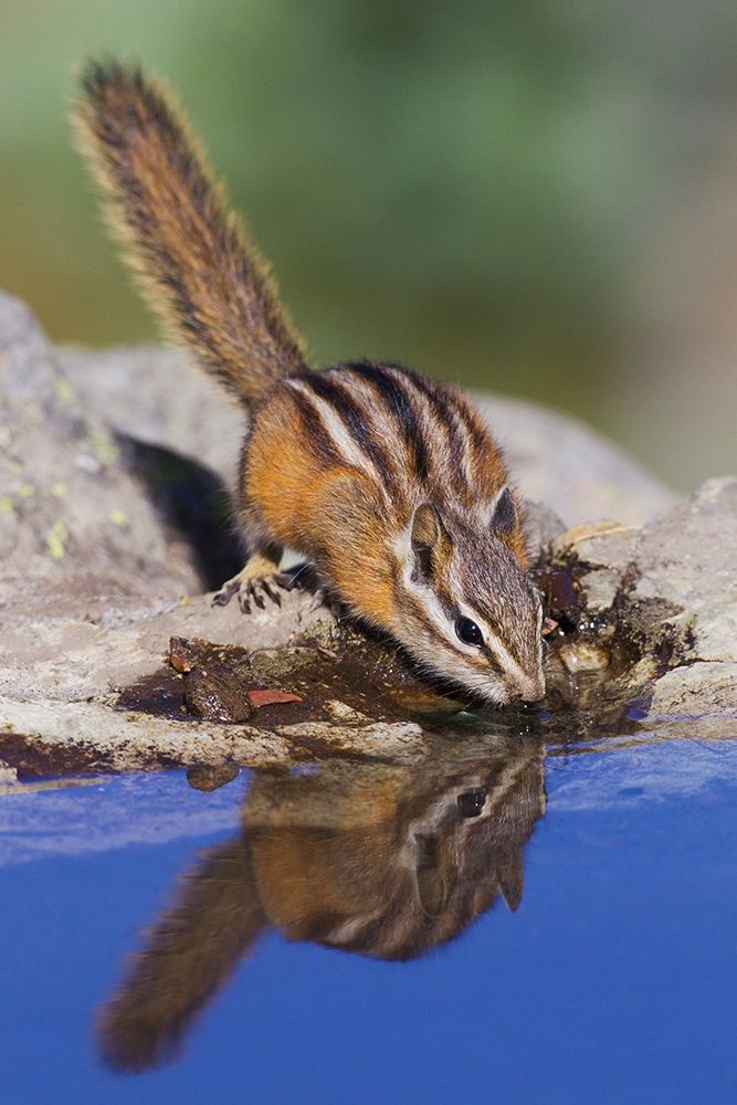 Townsends Chipmunk-summer time drink art print by Ken Archer for $57.95 CAD