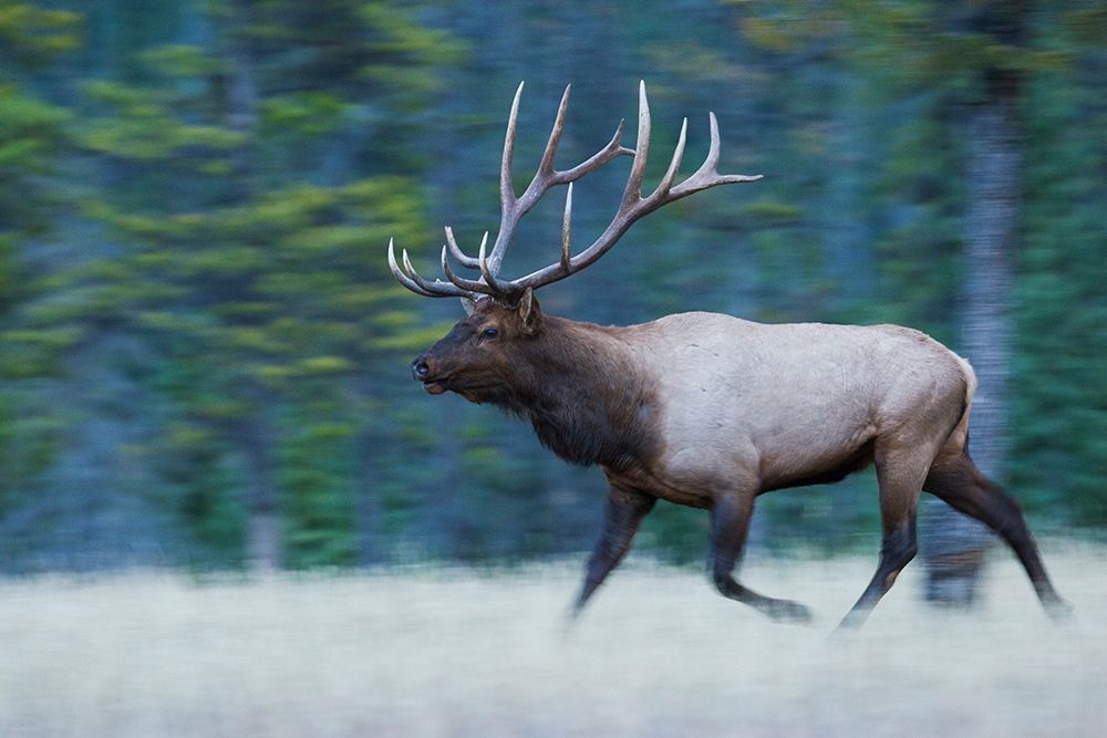 Bull Elk on the move art print by Ken Archer for $57.95 CAD