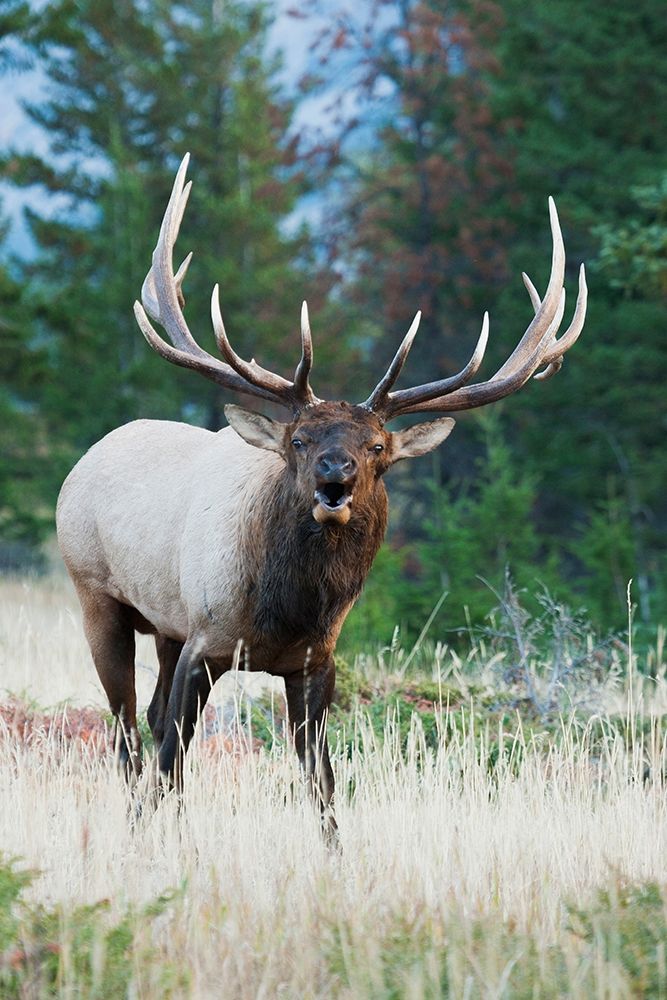 Bull Elk Bugling art print by Ken Archer for $57.95 CAD
