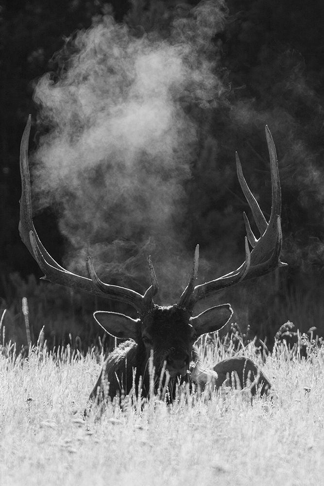 Rocky Mountain Bull Elk-bugling after effects art print by Ken Archer for $57.95 CAD