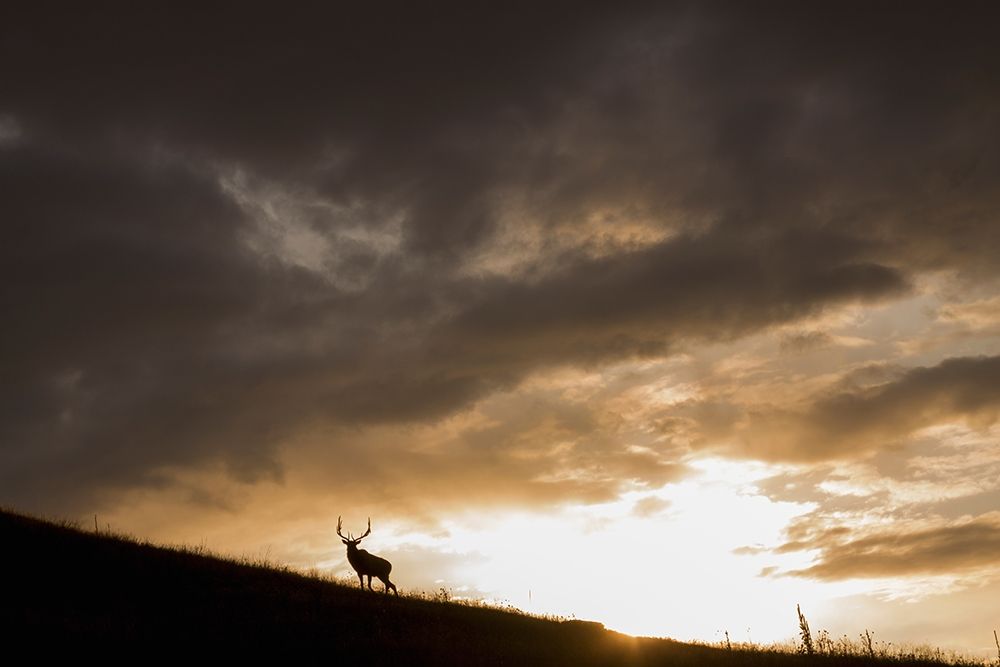 Bull Elk-sunset storm clouds art print by Ken Archer for $57.95 CAD