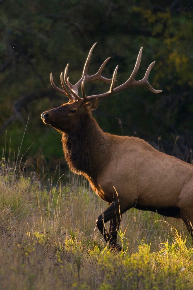 Bull Elk-last sunrays of the day art print by Ken Archer for $57.95 CAD