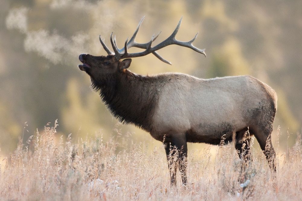 Bull Elk-Morning Breath art print by Ken Archer for $57.95 CAD