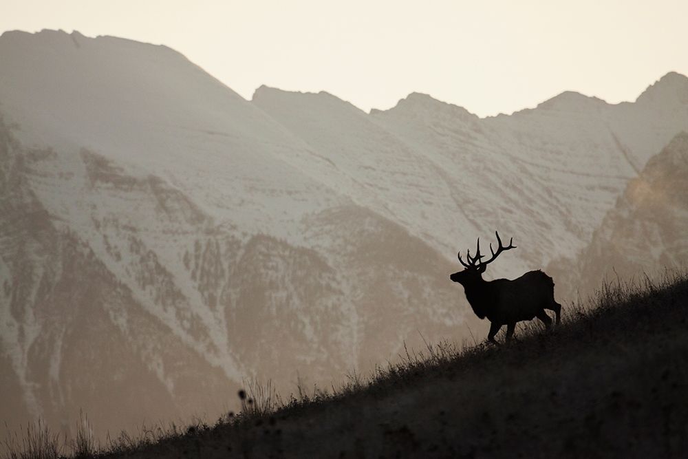 Bull Elk-Sunset Silhouette art print by Ken Archer for $57.95 CAD