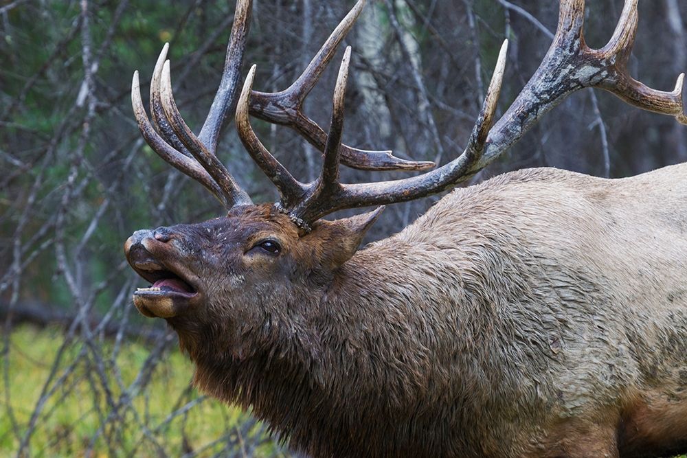 Bull Elk Fleming art print by Ken Archer for $57.95 CAD