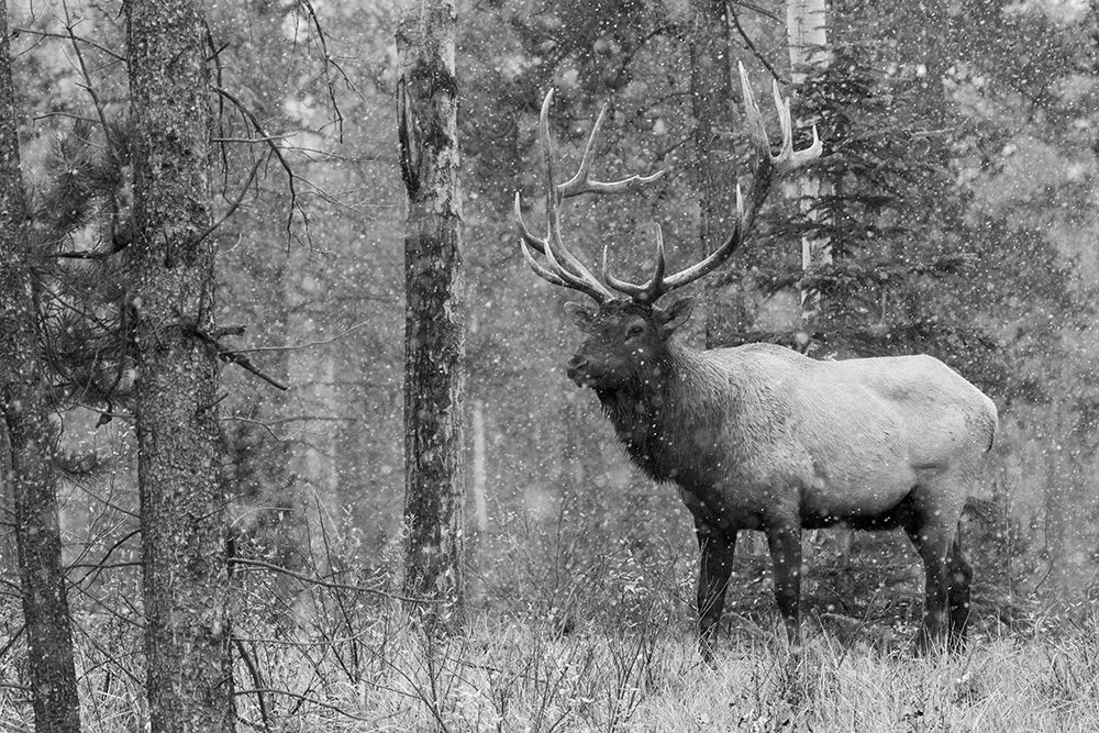Bull Elk-autumn snow art print by Ken Archer for $57.95 CAD