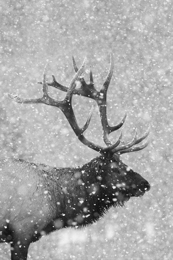Bull Elk-Autumn Snow art print by Ken Archer for $57.95 CAD