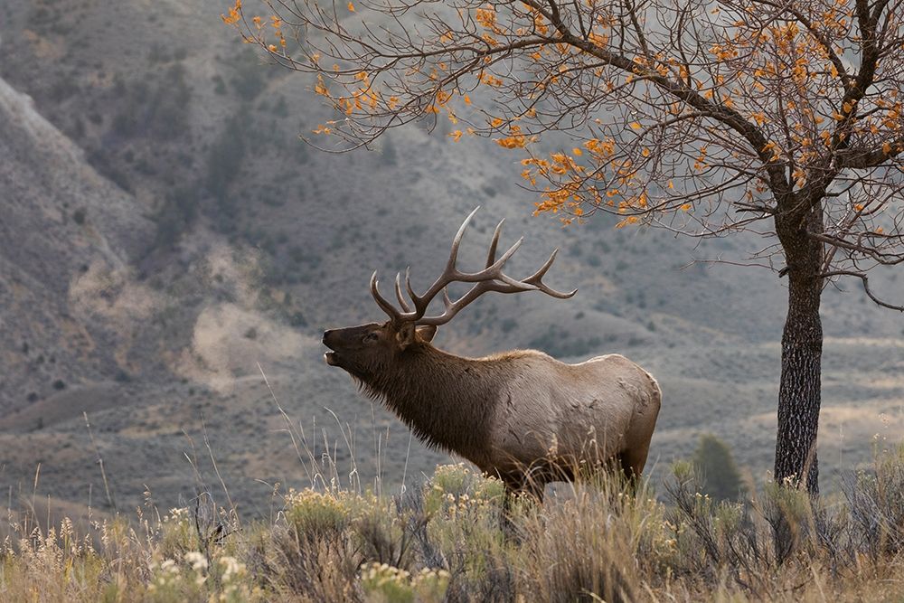 Bull Elk Bugling-morning song art print by Ken Archer for $57.95 CAD