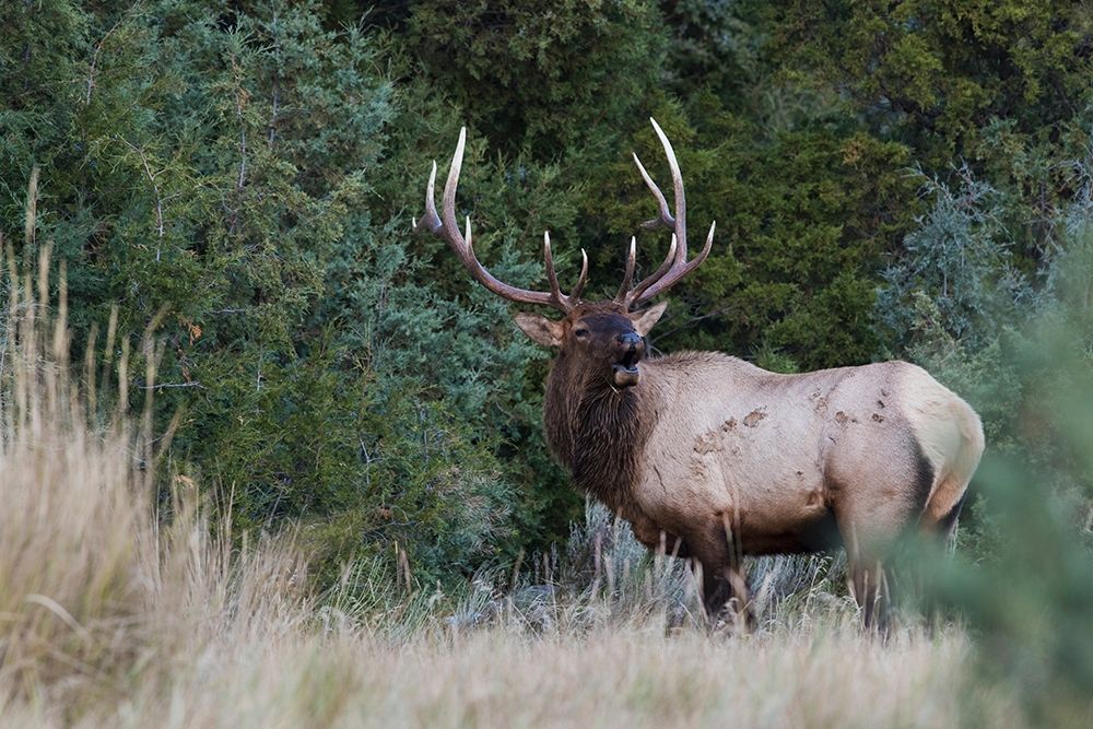 Bull Elk Bugling art print by Ken Archer for $57.95 CAD