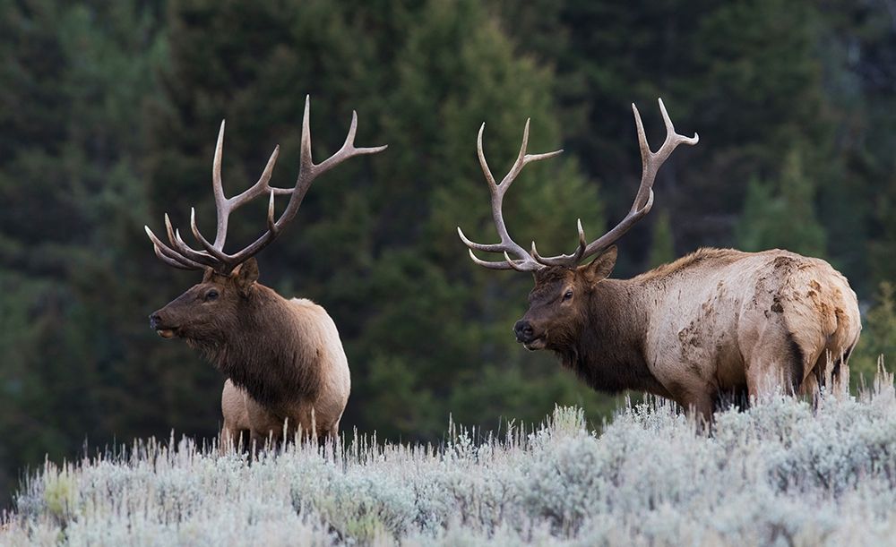 Mature Elk Bulls sizing one another up art print by Ken Archer for $57.95 CAD