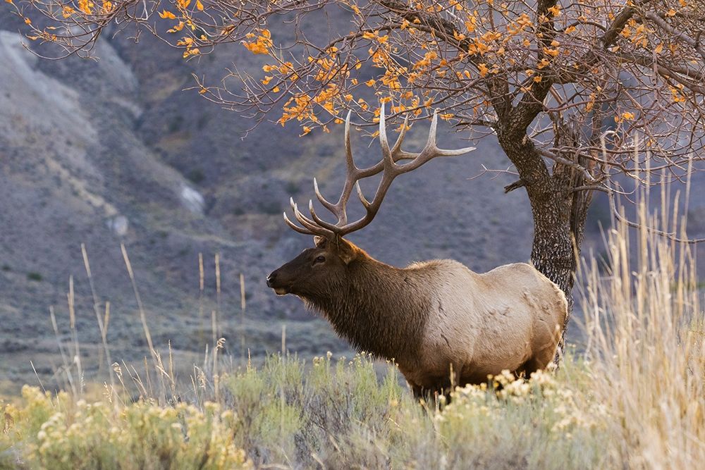 Rocky Mountain Bull Elk-Autumn Morning art print by Ken Archer for $57.95 CAD