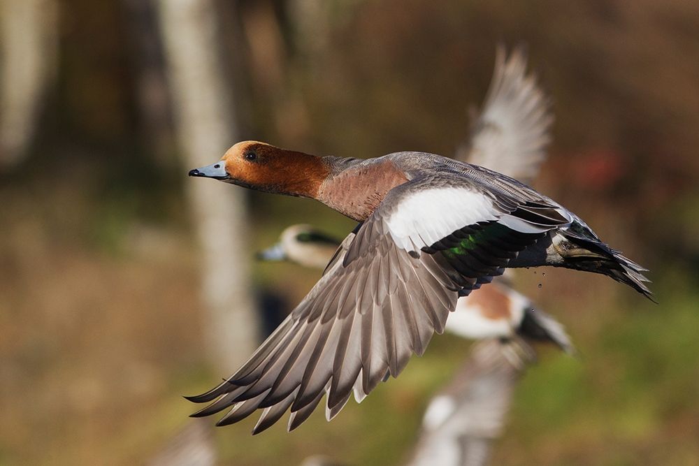 Eurasian Wigeon taking Flight art print by Ken Archer for $57.95 CAD