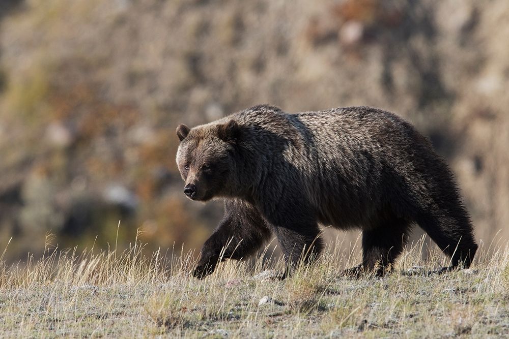 Grizzly Bear art print by Ken Archer for $57.95 CAD
