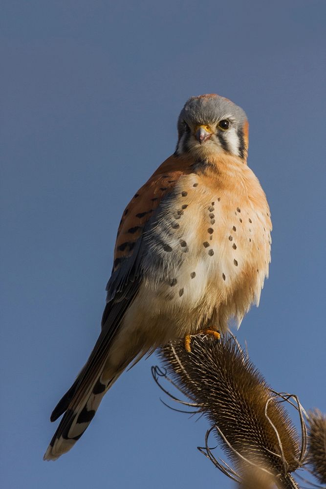 American Kestrel (male) art print by Ken Archer for $57.95 CAD