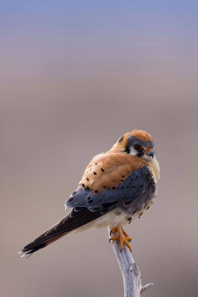 American Kestrel art print by Ken Archer for $57.95 CAD