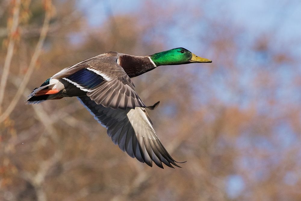 Autumn Mallard art print by Ken Archer for $57.95 CAD