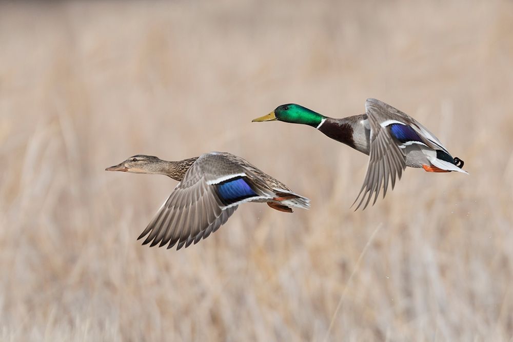 Mallard Duck Pair flying art print by Ken Archer for $57.95 CAD