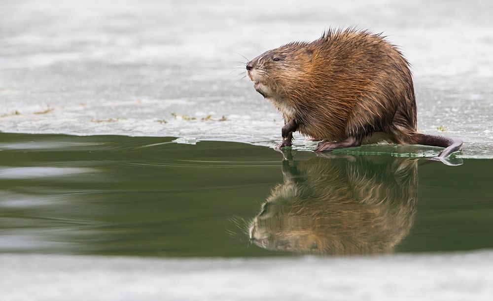 Muskrat-winter foraging from an opening in the ice art print by Ken Archer for $57.95 CAD