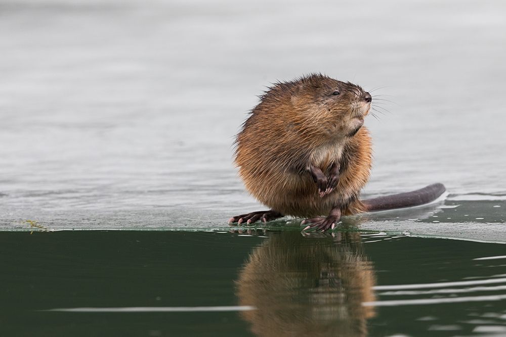 Muskrat-winter foraging art print by Ken Archer for $57.95 CAD