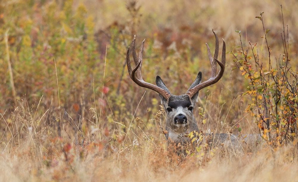 Mule Deer Buck-autumn sprinkle art print by Ken Archer for $57.95 CAD