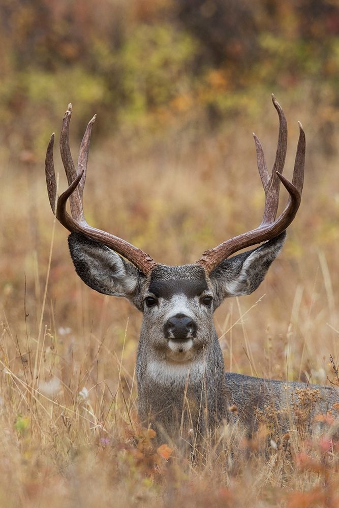 Mule Deer Buck art print by Ken Archer for $57.95 CAD