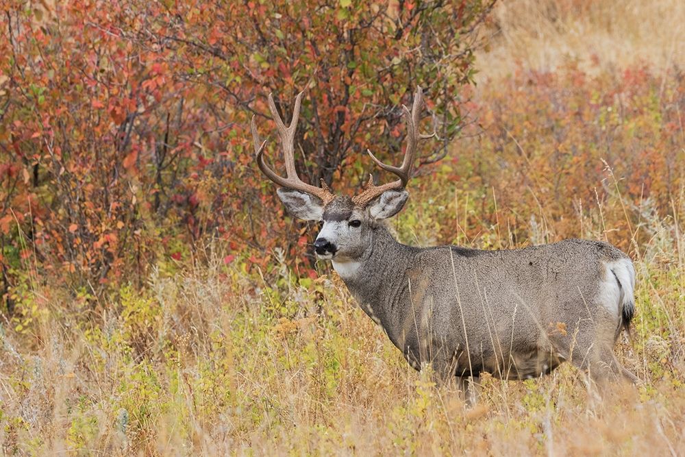 Mule Deer Buck art print by Ken Archer for $57.95 CAD