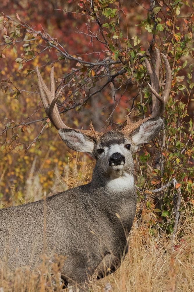 Alert Mule Deer Buck art print by Ken Archer for $57.95 CAD