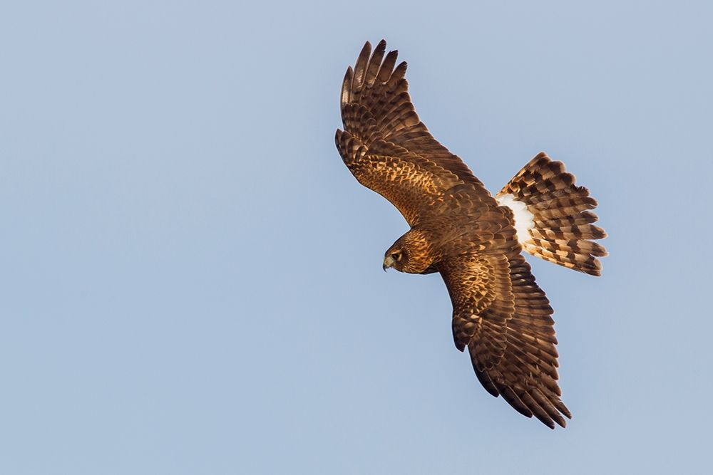 Northern Harrier-hunting art print by Ken Archer for $57.95 CAD