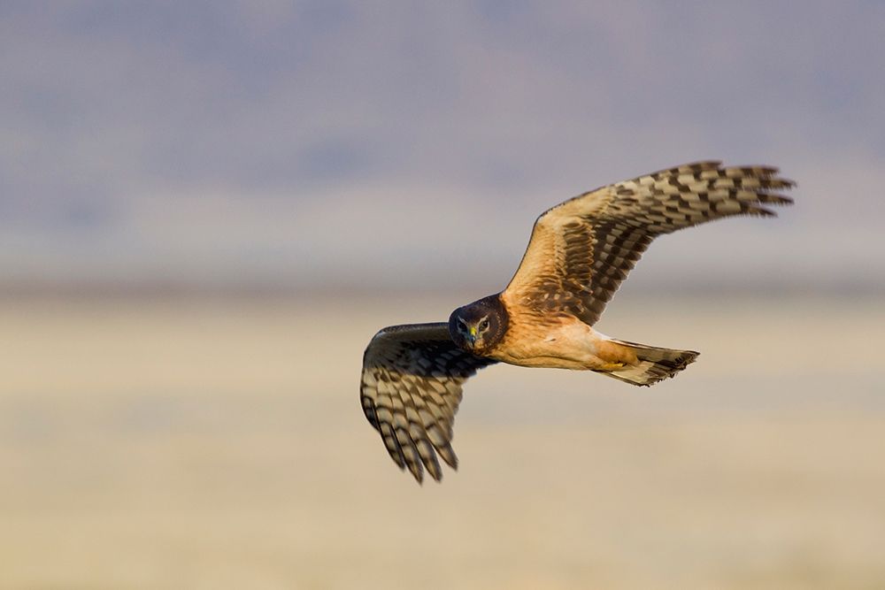 Northern Harrier Hawk (immature) art print by Ken Archer for $57.95 CAD