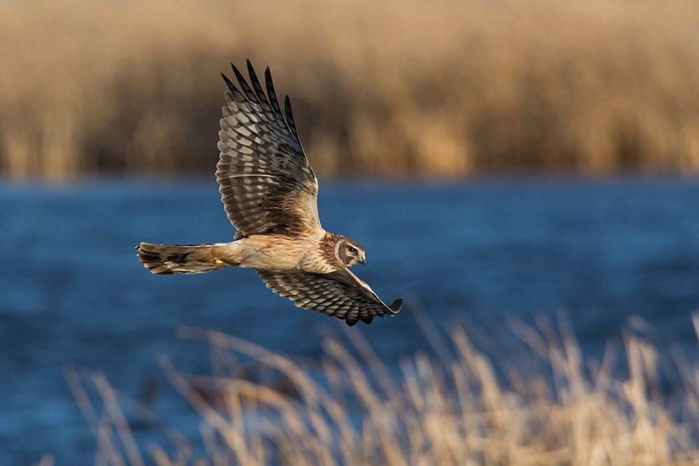 Northern Harrier Hunting art print by Ken Archer for $57.95 CAD