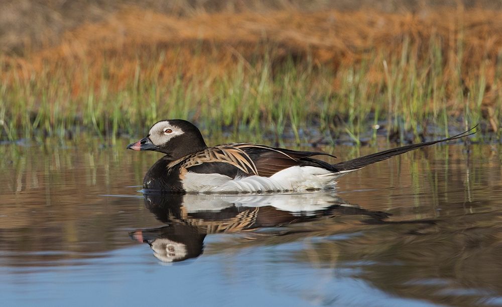 Long-tailed Duck-drake in arctic tundra pond art print by Ken Archer for $57.95 CAD