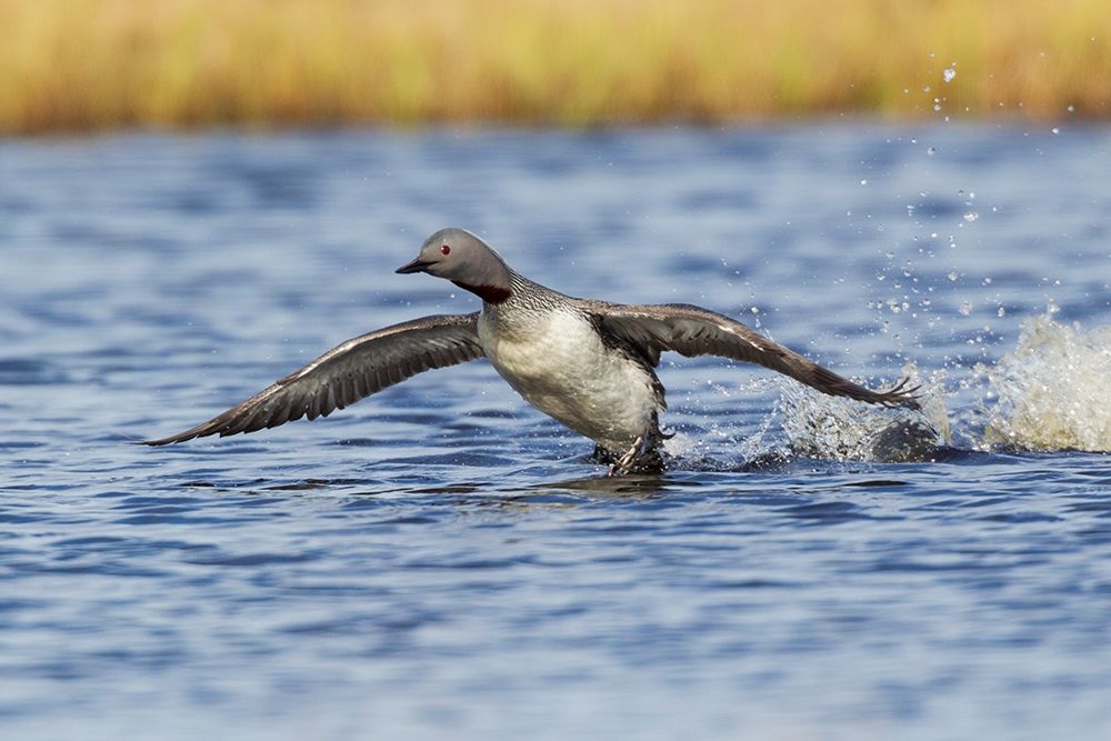 Red-throated Loon-courtship display art print by Ken Archer for $57.95 CAD