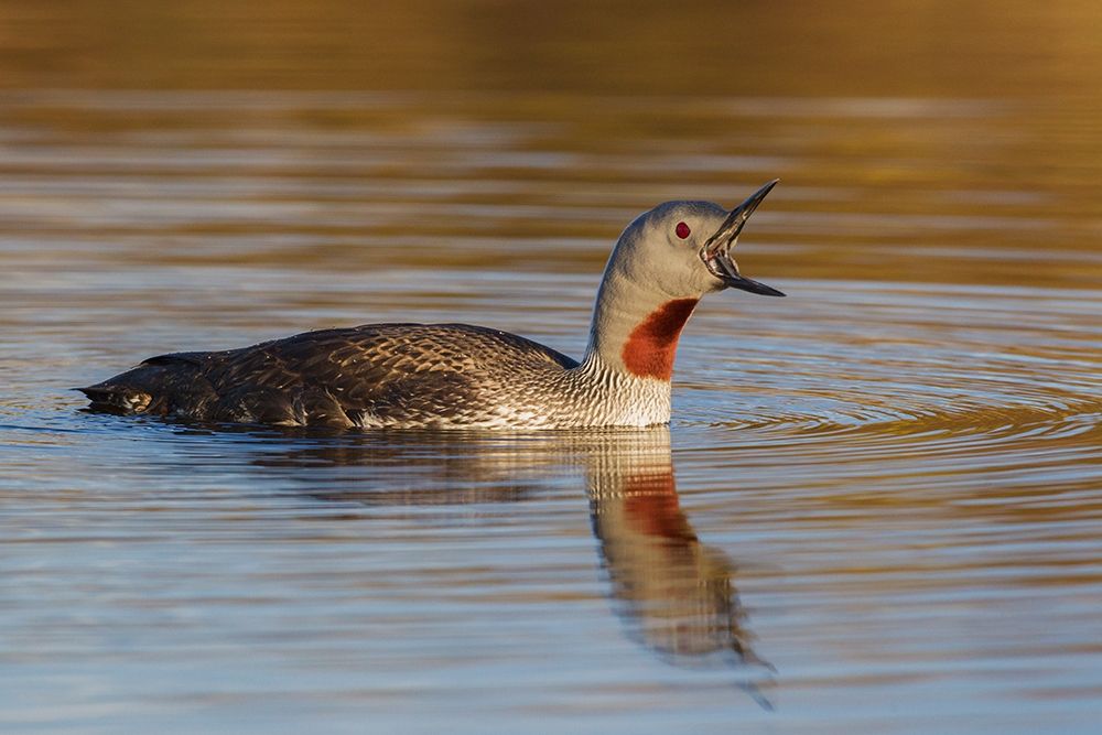 Red-throated Loon Calling art print by Ken Archer for $57.95 CAD