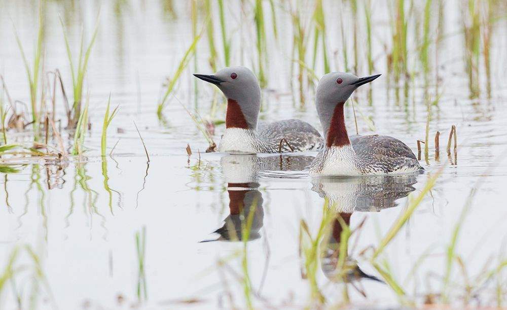Red-throated Loon Pair art print by Ken Archer for $57.95 CAD