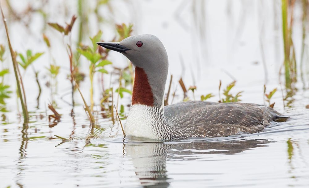 Red-throated Loon art print by Ken Archer for $57.95 CAD