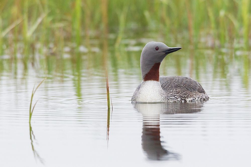 Red-throated Loon art print by Ken Archer for $57.95 CAD