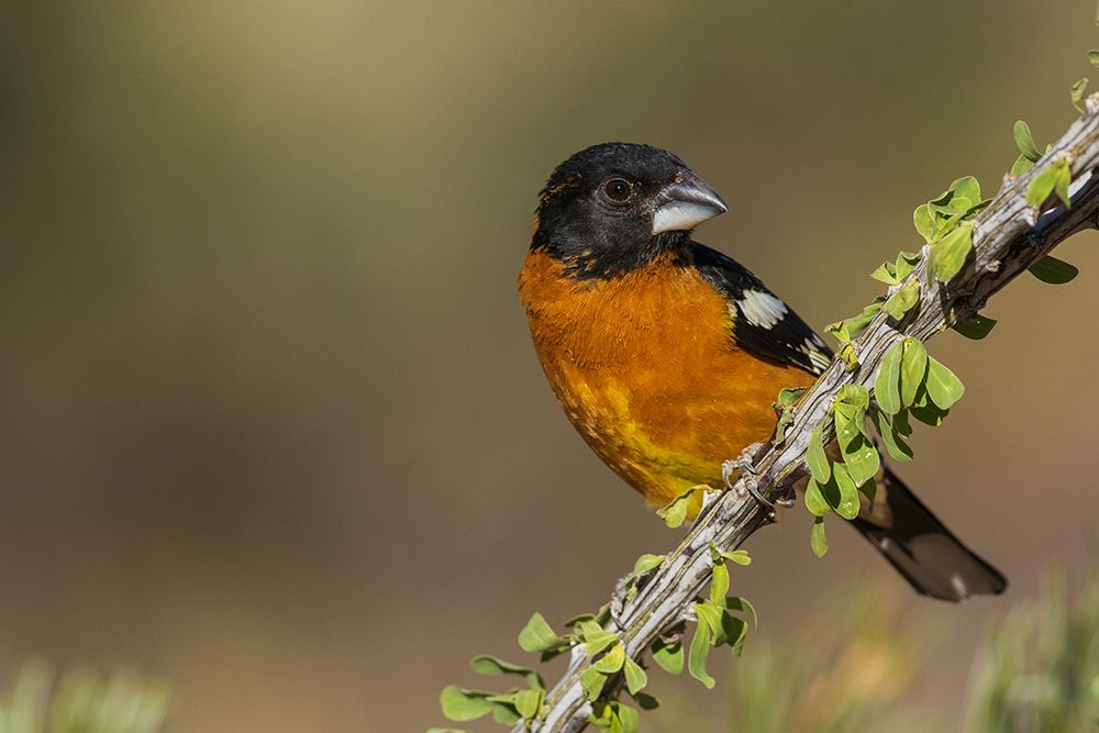 Black-headed grosbeak art print by Ken Archer for $57.95 CAD