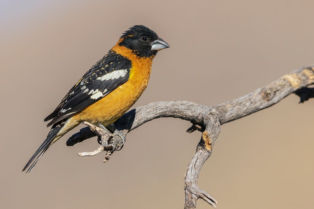 Black-headed grosbeak art print by Ken Archer for $57.95 CAD