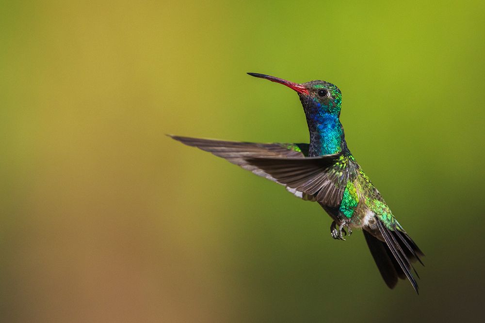 Male broad-billed hummingbird art print by Ken Archer for $57.95 CAD