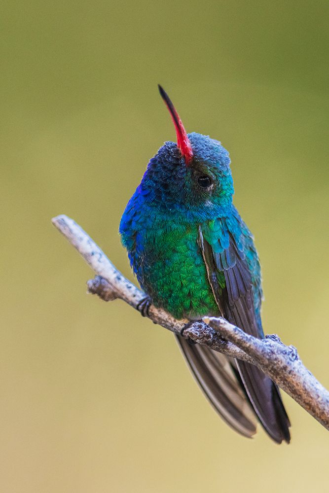 Broad-billed hummingbird art print by Ken Archer for $57.95 CAD