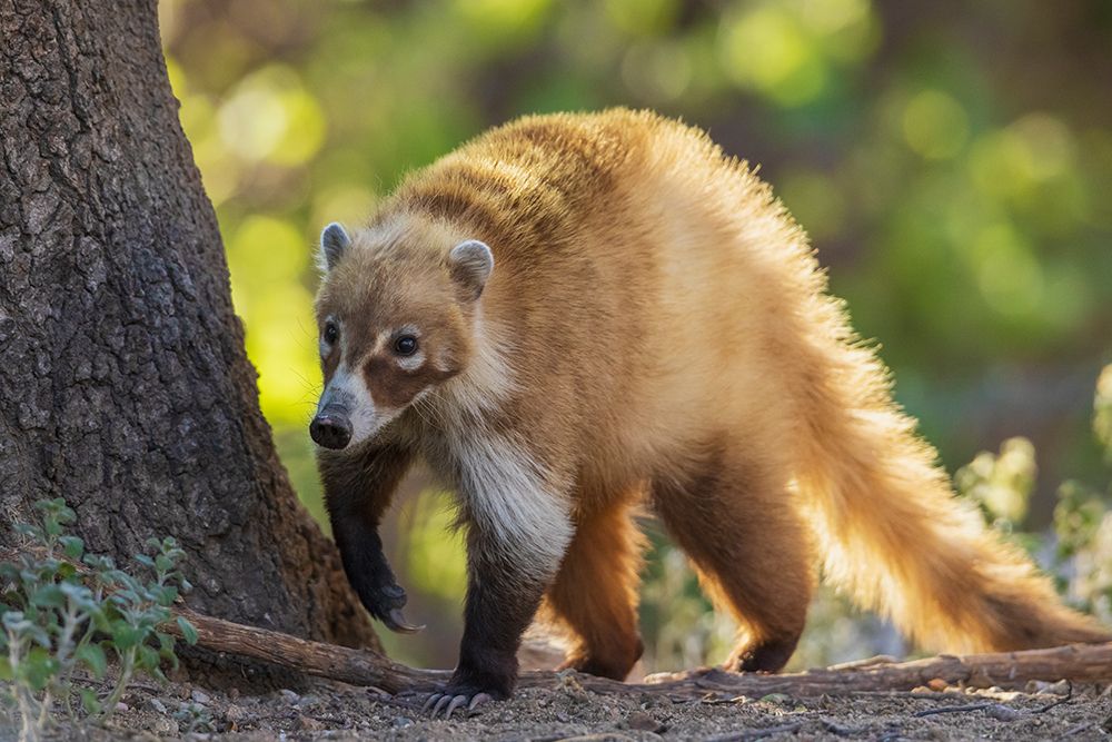 Coatimundi art print by Ken Archer for $57.95 CAD