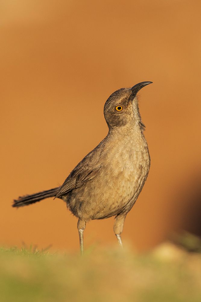 Curve-billed thrasher art print by Ken Archer for $57.95 CAD