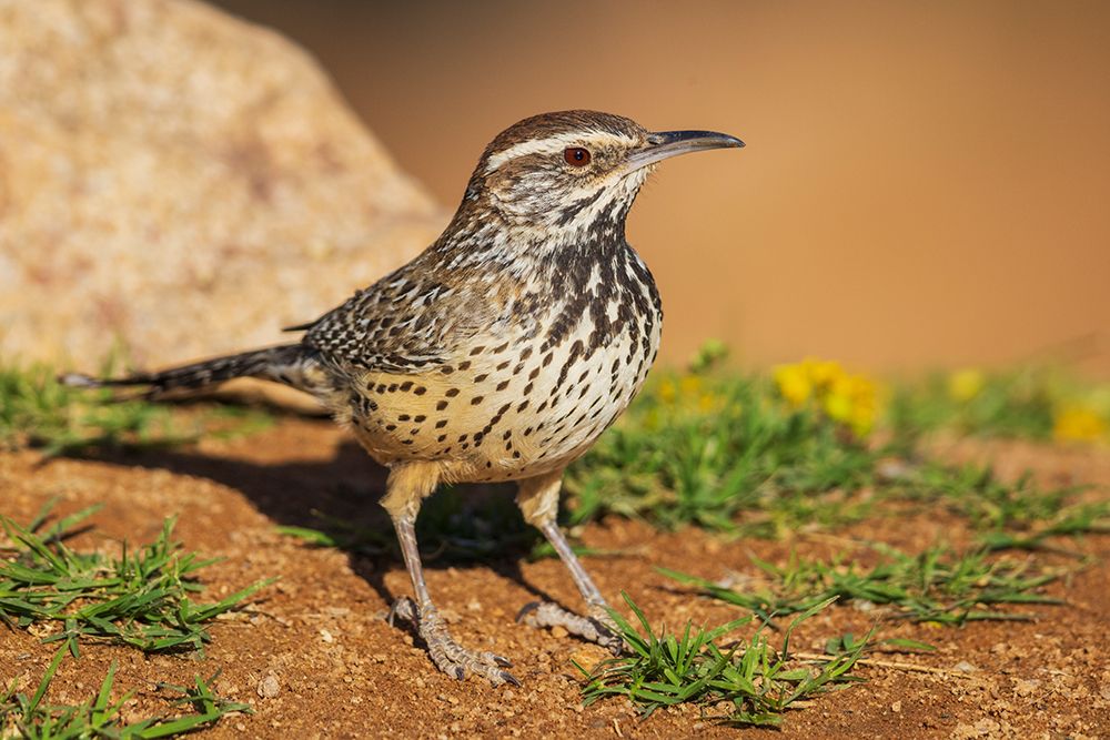 Cactus wren art print by Ken Archer for $57.95 CAD