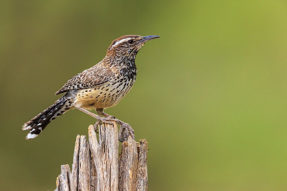 Cactus wren art print by Ken Archer for $57.95 CAD