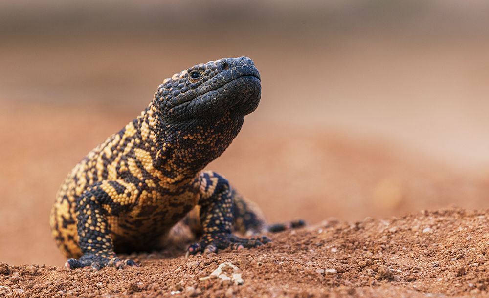 Gila monster art print by Ken Archer for $57.95 CAD